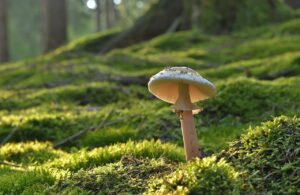 足の臭いの原因となる菌とはどのようなものか？