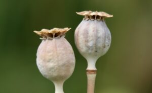 薬用デオクリームのクーポンを使ってお得に購入する方法は？