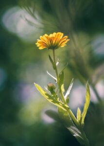 薬用デオクリームを安く手に入れる方法は？