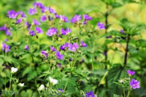 薬用デオクリームは足臭にどれくらいの効果があるの？